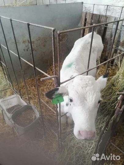 Продаём бычков телок