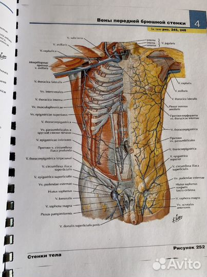 Атлас анатомии Синельников. Разные