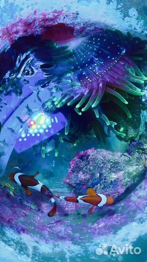 Рыбы, актиния, кораллы