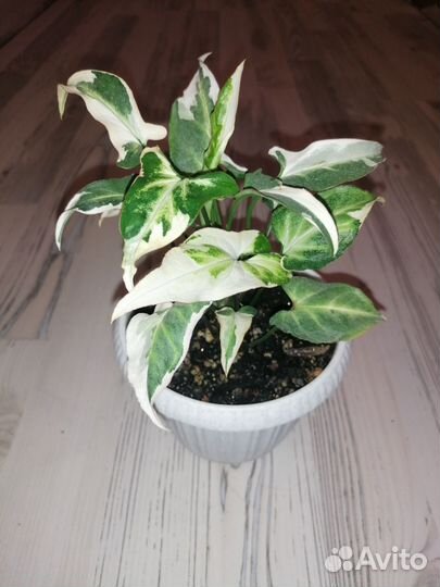 Сингониум Т25