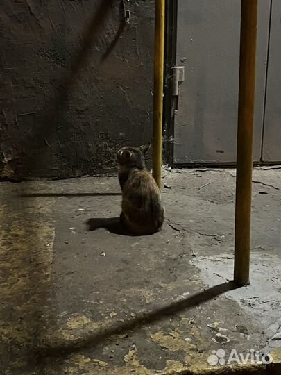 Котята в добрые руки бесплатно