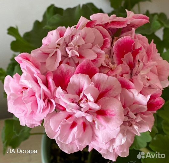 Срезы сортовых пеларгоний