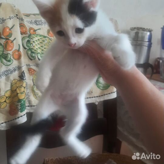 Котёнок в добрые руки. Бесплатно