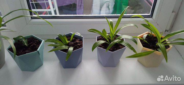 Хлорофитум