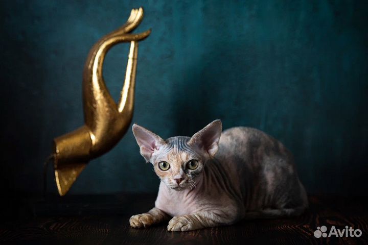 Кошечка Богатей-Ка