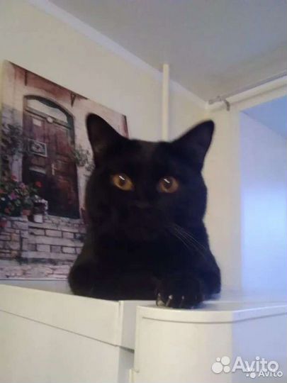 Бруно ищет дом