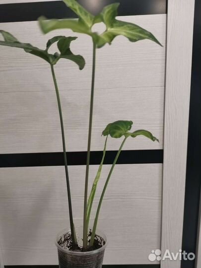 Сингониум Spear Point