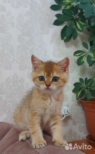 Британские котята золотая шиншилла
