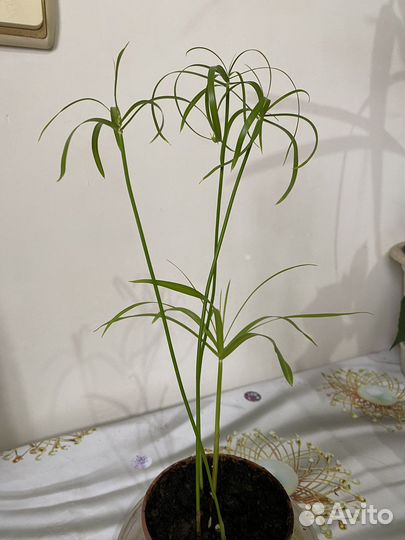 Комнатные цветы циперус