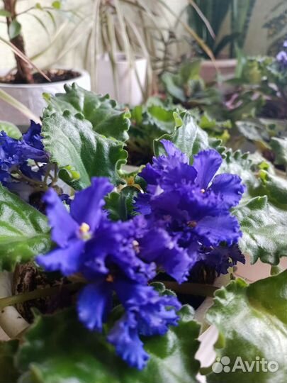 Фиалки цветущие в горшке обмен