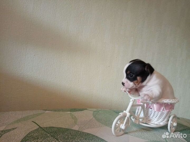 Чихуахуа, тойтерьеры, карликовые пинчеры доставка