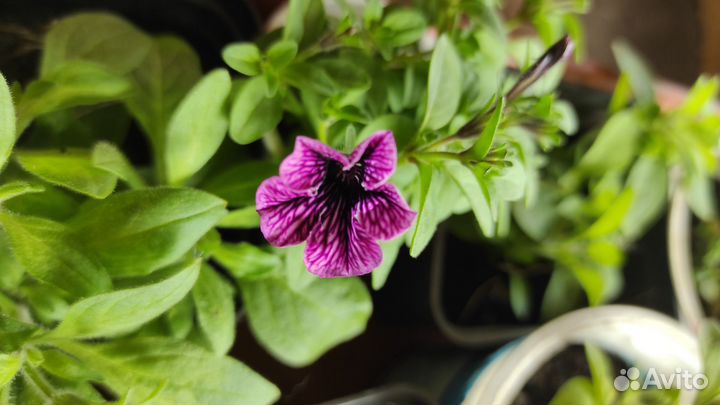 Черенки калиброхоа