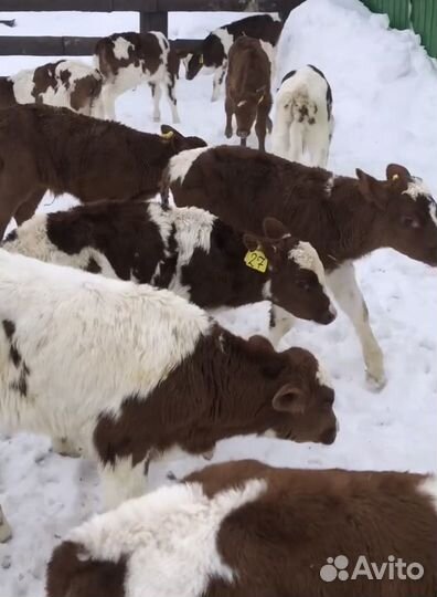 Телята Симменталы, Ангус лимузины
