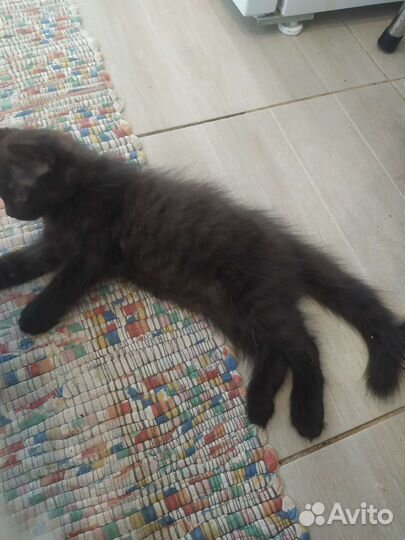 Котик в добрые руки