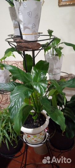 Спатифиллум