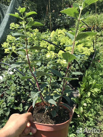 Самарская Лидия