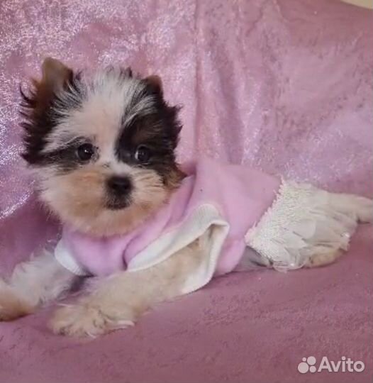 Бивер девочка мини