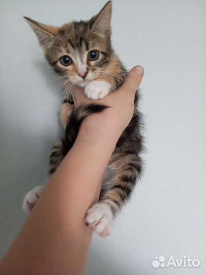 Котенок девочка в дар