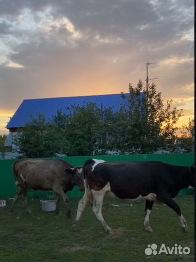 Коровы дойные стельные