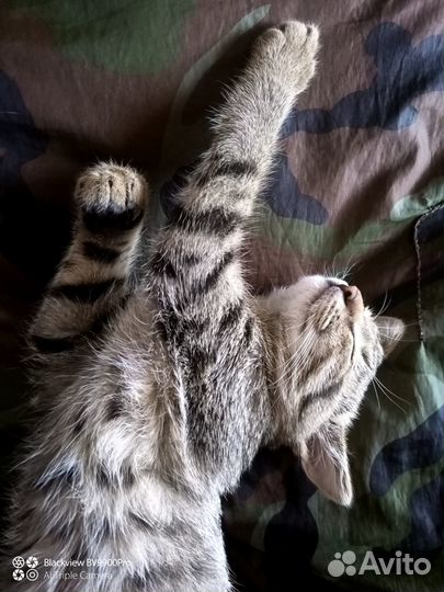 Котята кошки-крысоловки