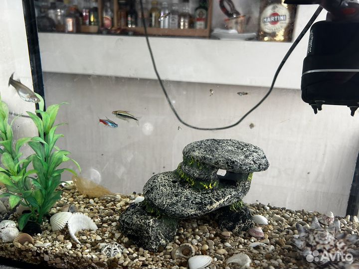 Аквариум с рыбками, фильтром и аксессуарами