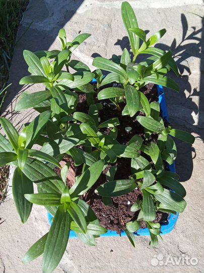 Лилия детки