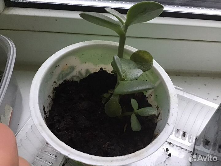 Толстянка/денежное дерево