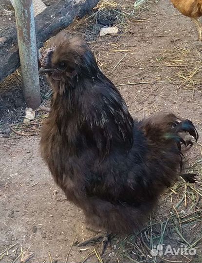 Петухи на племя шелковые