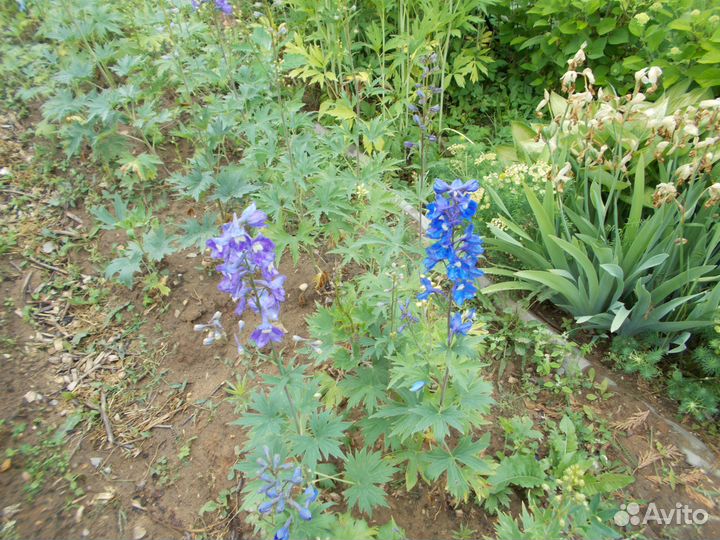 Продам дельфениумы, гортензии,канны георгины