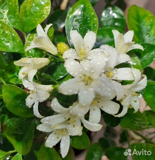 Мурайя метельчатая