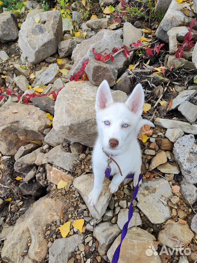 Щенки хаски