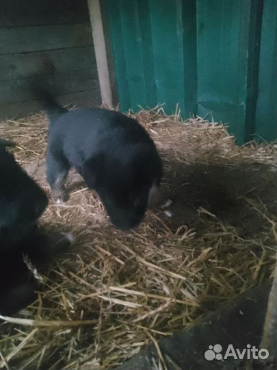 Немецкая овчарка