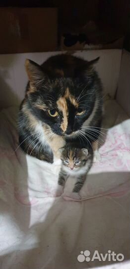 В добрые руки