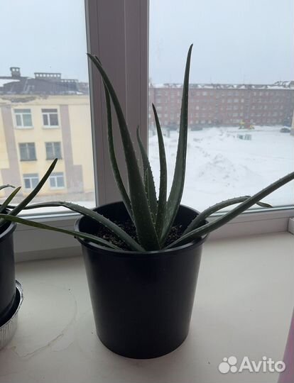 Алоэ лечебный