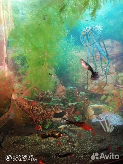 Аквариумные рыбки