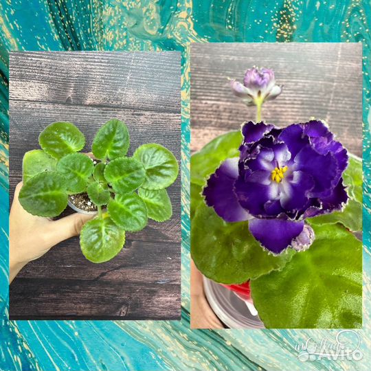 Детки сортовых фиалок