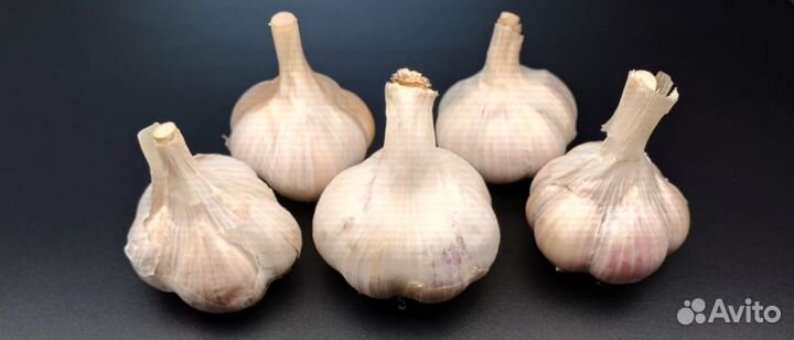 Чеснок оптом