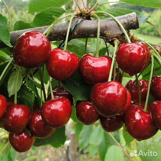 Саженцы нововеличковская