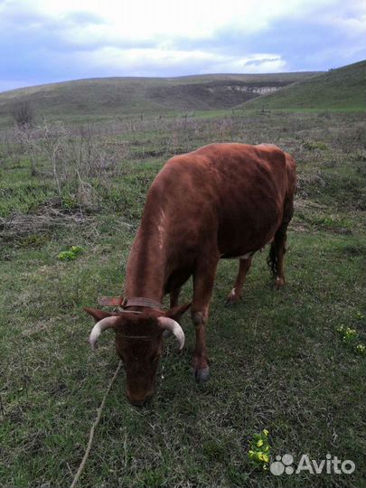Продаётся Корова