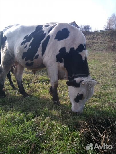 Бык на племя