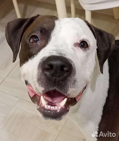 Пит буль терьер