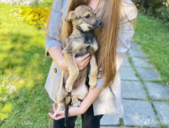 Собака бесплатно