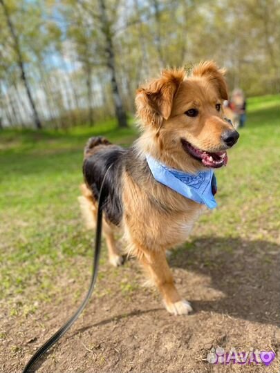 Трогательная ласковая девочка ищет дом