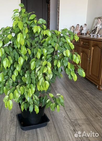 Фикусы Твилайт, Даниэль и т.д