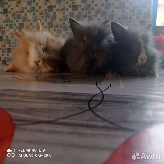 Декоративные кролики