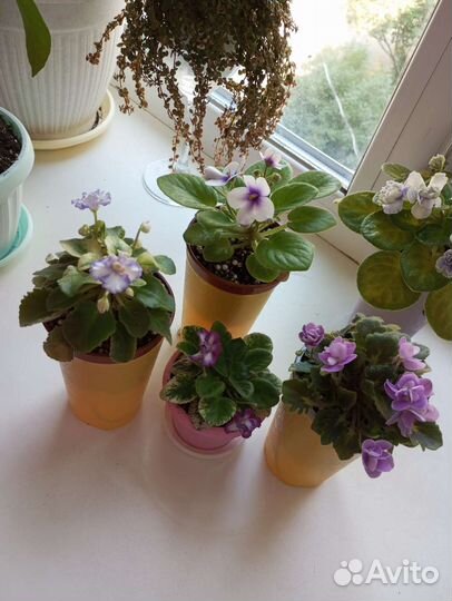 Сортовые фиалки