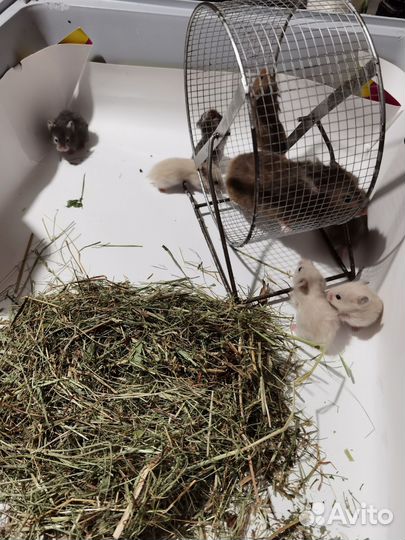 Сирийский хомяк