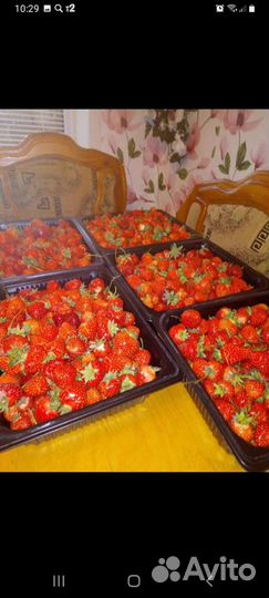 Рассада клубники