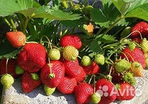 Клубника ремы и нсд более 180 сортов в коллекции