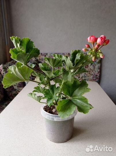 Пеларгония герань тюльпановидная